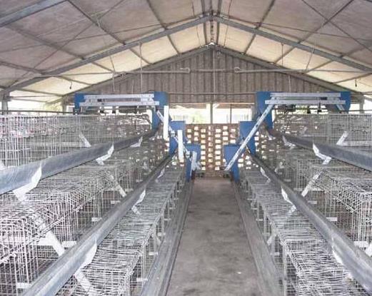 �S���ǂ�����ǧ�f�����S�����M��